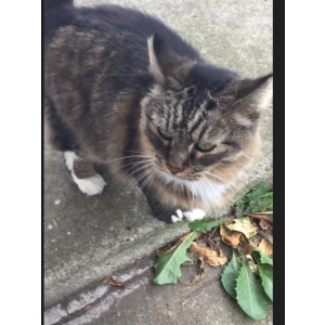 Lost Cat Coutihna