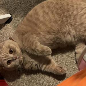 Lost Cat Eddie
