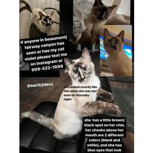 Lost Cat violet