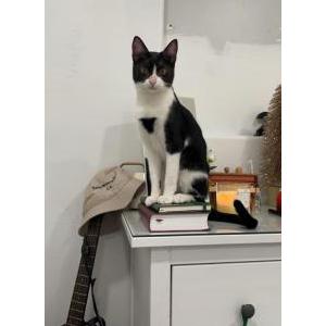 Image of Toffi, Lost Cat