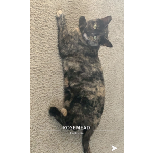 Lost Cat Calypso