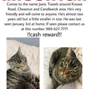 Lost Cat Jaxie
