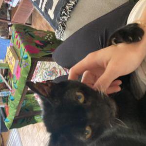 Lost Cat Josie