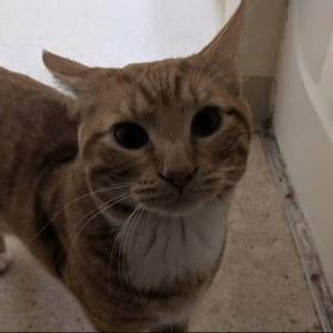 Lost Cats In Springfield Or Lost My Kitty