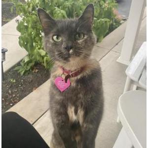 Lost Cat Sparkles