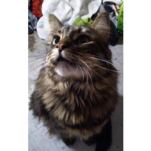 Lost Cat Lilly