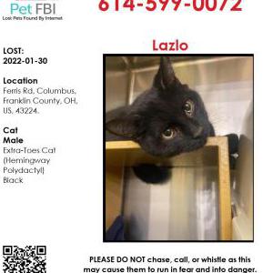Lost Cat Lazlo