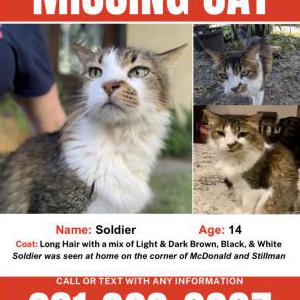 Lost Cat Soldier