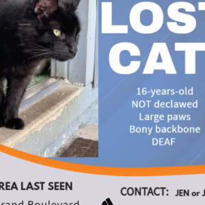 Lost Cat Bosco or Mr. B