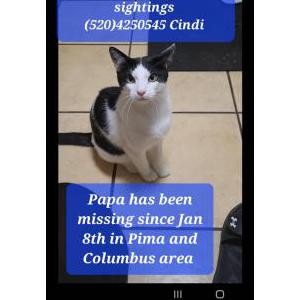 Lost Cat Papa