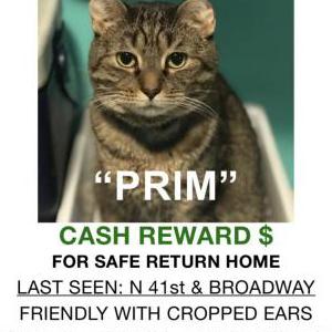 Lost Cat Prim