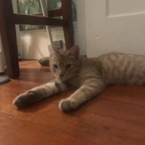 Lost Cat Nala