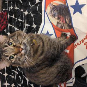 Lost Cat Winston