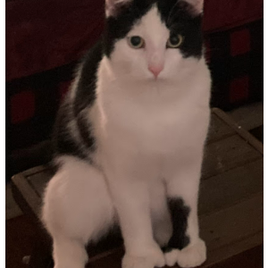 Image of Lila (MALE), Lost Cat