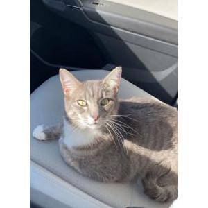 Lost Cat Tigger