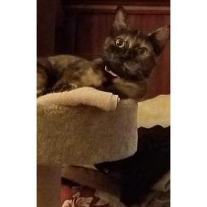 Lost Cat Nelly