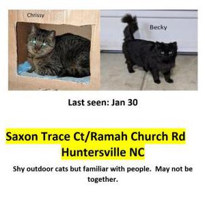 Lost Cat Becky Chrissy