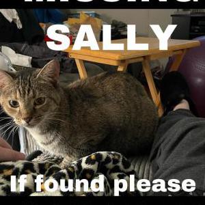 Lost Cat Sally