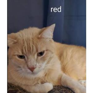 Lost Cat Red
