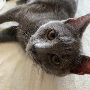 Found Cat grey kitten