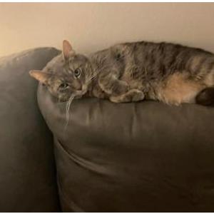 Lost Cat Charlie