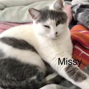 Lost Cat Missy
