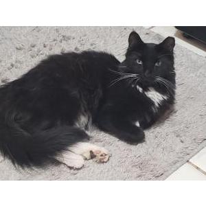 Lost Cat Mittens