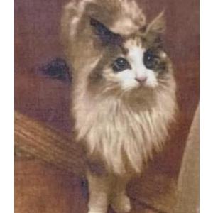 Lost Cat June Carter