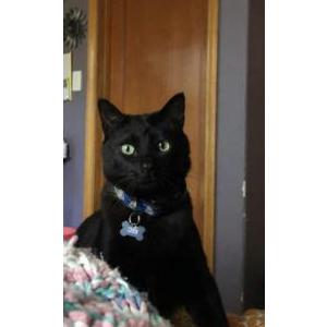 Lost Cat Sebi