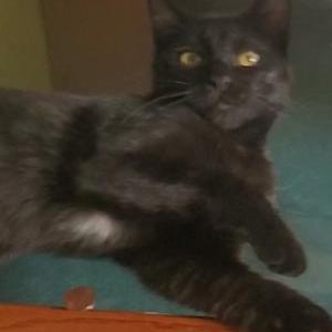 Lost Cat Blackie