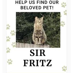Lost Cat Sir Fritz