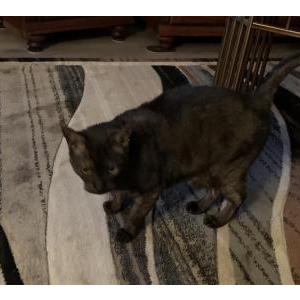 Found Cat Buster