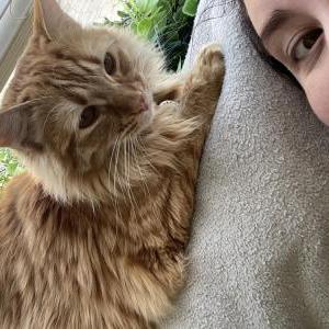 Lost Cat Fidget