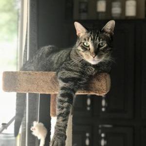 Lost Cat Thomas