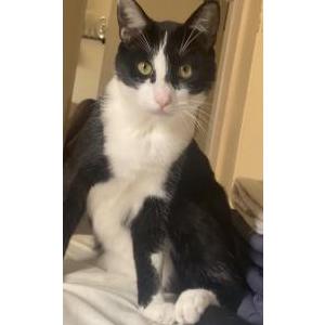 Lost Cat Niwniw