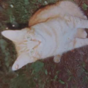 Lost Cat Phinehas