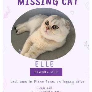 2nd Image of Elle, Lost Cat