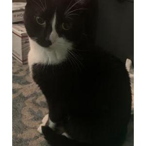 Lost Cat Zulu