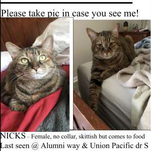 Lost Cat Nicks
