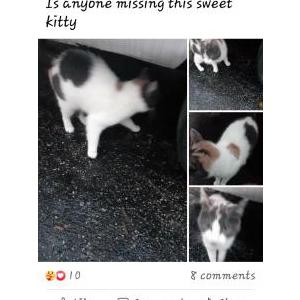 Lost Cat Charlie