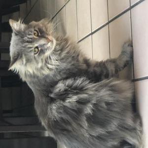 Lost Cat Moana