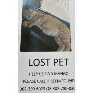 Lost Cat Mango