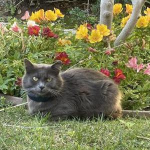 Lost Cat Rocky