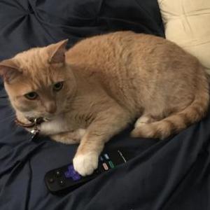 Lost Cat Rosie