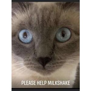 Lost Cat Milkshake
