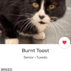 Lost Cat Burnt toast