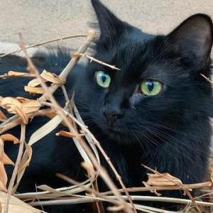 Lost Cat Willow