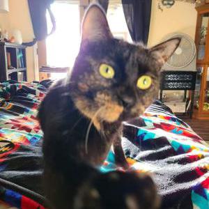 Lost Cat Kizzie