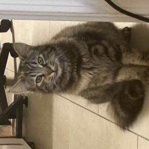 Lost Cat Fluffy