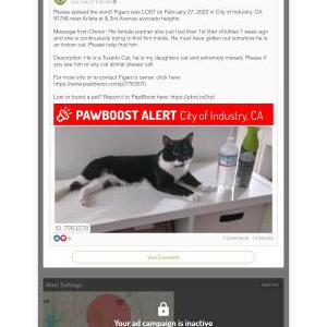 Lost Cat Figaro